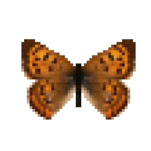 butterfly-dead-purplishcopperfemale