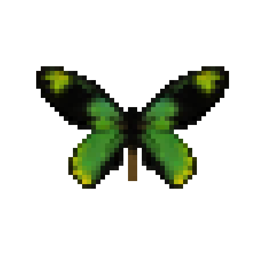 butterfly-dead-queenvictoriasbirdwingmale
