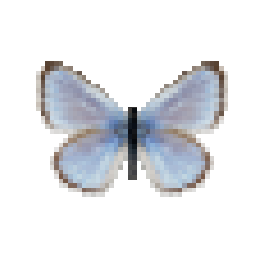 butterfly-dead-silverybluemale