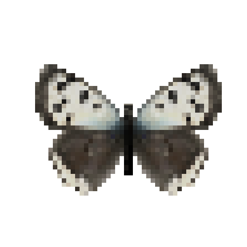 butterfly-dead-smallcopperabschmidtiifemale