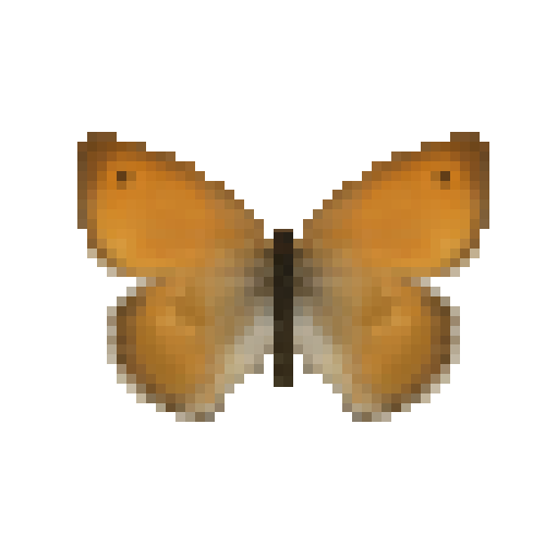 butterfly-dead-smallheathfemale