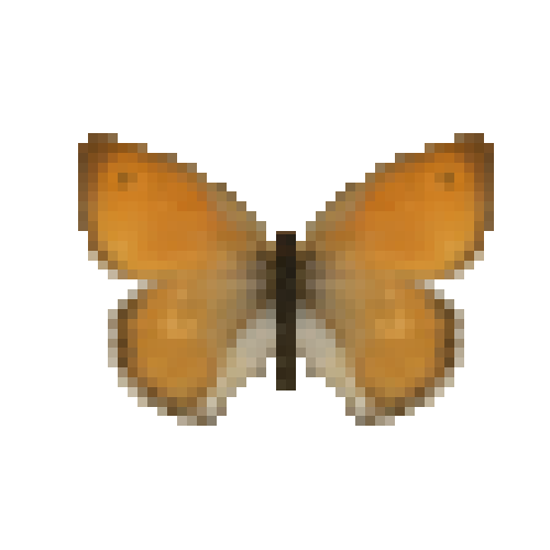 butterfly-dead-smallheathmale