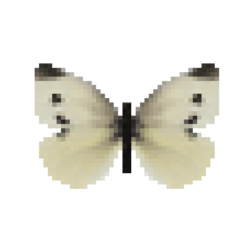 butterfly-dead-smallwhitefemale