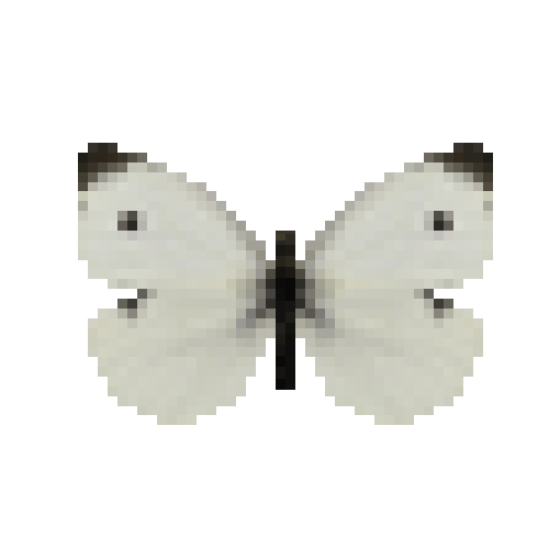 butterfly-dead-smallwhitemale