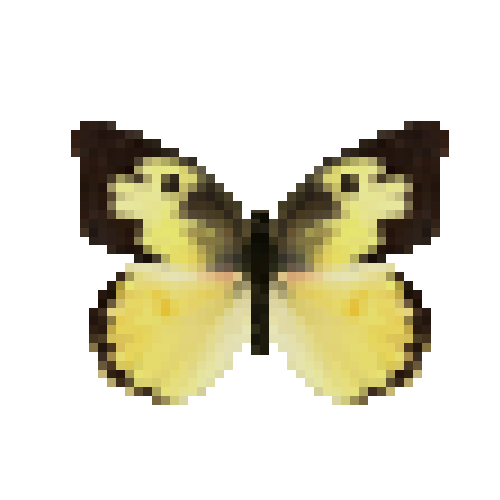 butterfly-dead-southerndogfacemale