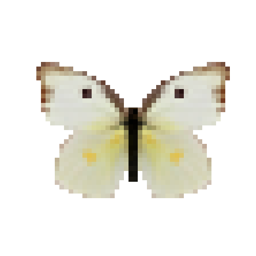 butterfly-dead-southerndogfacewhitefemale