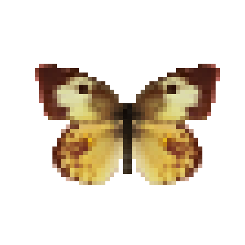 butterfly-dead-southerndogfaceyellowfemale
