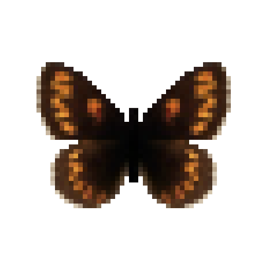 butterfly-dead-theanoalpinemale
