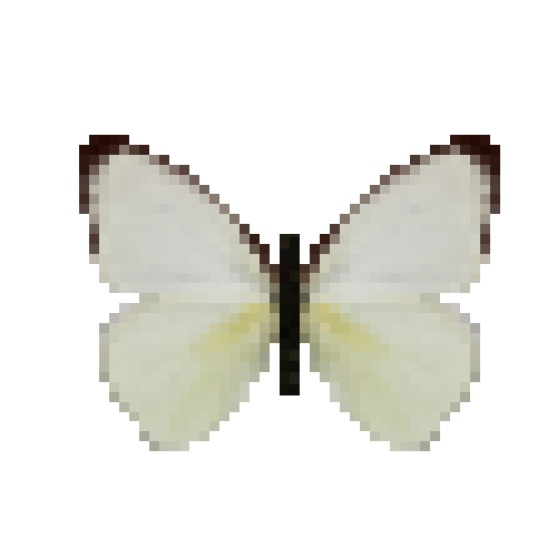 butterfly-dead-tropicalwhitedryseasonfemale