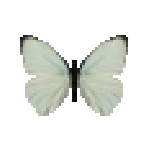 butterfly-dead-tropicalwhitemale