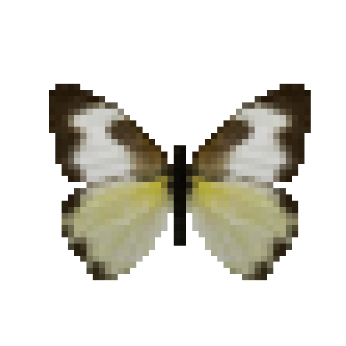 butterfly-dead-tropicalwhitewetseasonfemale