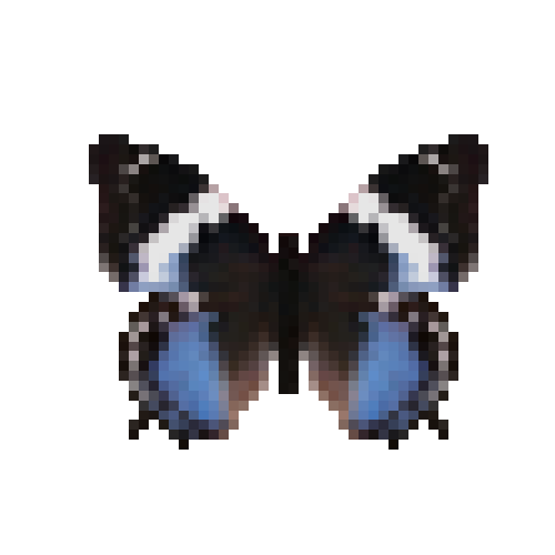 butterfly-dead-westernbluecharaxesfemale