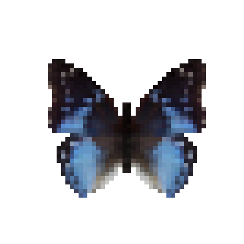 butterfly-dead-westernbluecharaxesmale