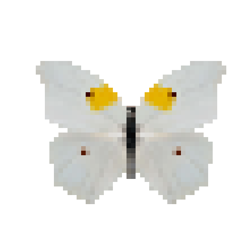 butterfly-dead-whiteangledsulphurmale