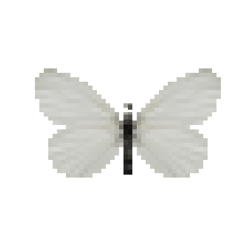 butterfly-dead-woodwhitefemale