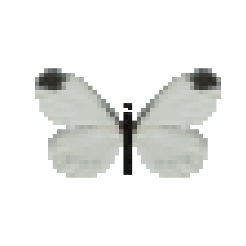 butterfly-dead-woodwhitemale