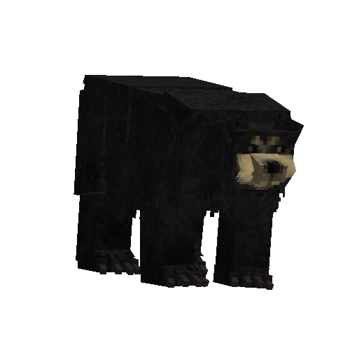 Black bear (male)