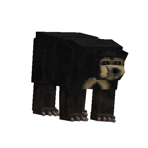 Sun bear (male)
