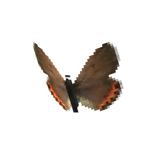 Acmon Blue (female)