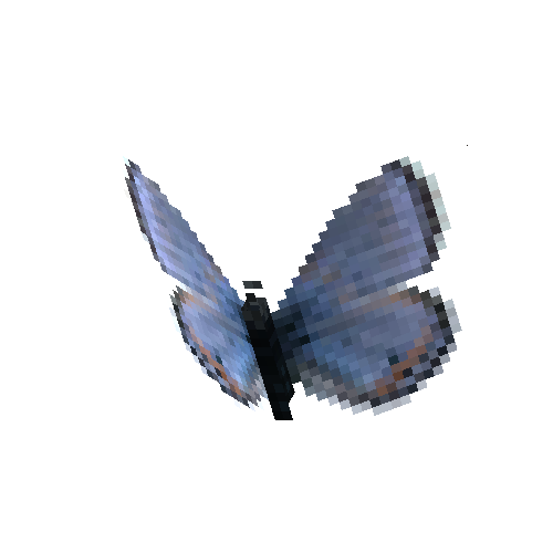 Acmon Blue (male)