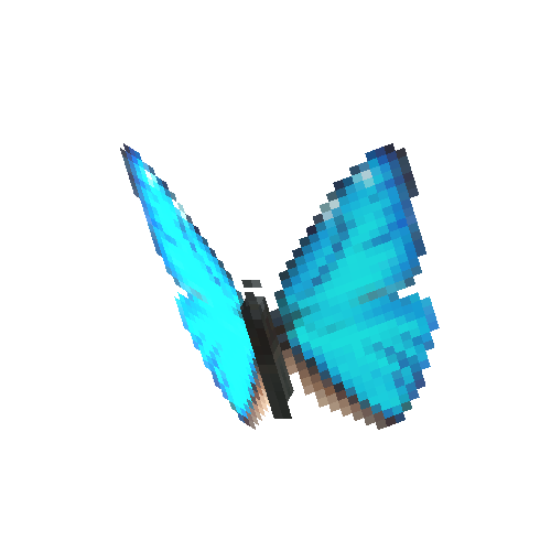 Aega Morpho (male)