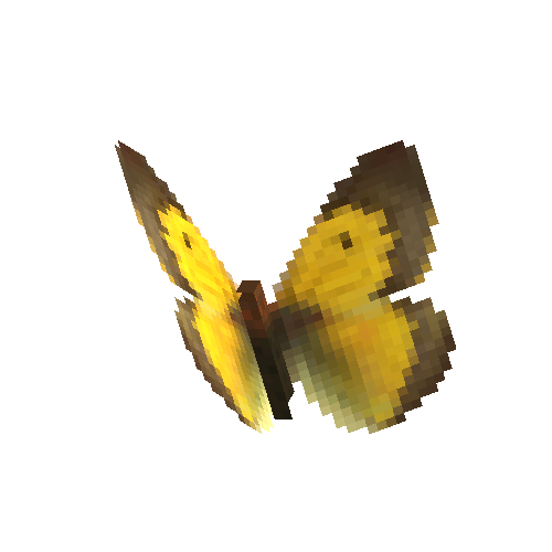 African Clouded Yellow (male)