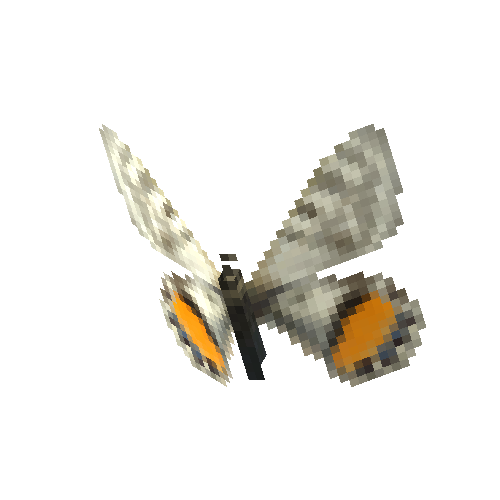 Apollo Butterfly (female)