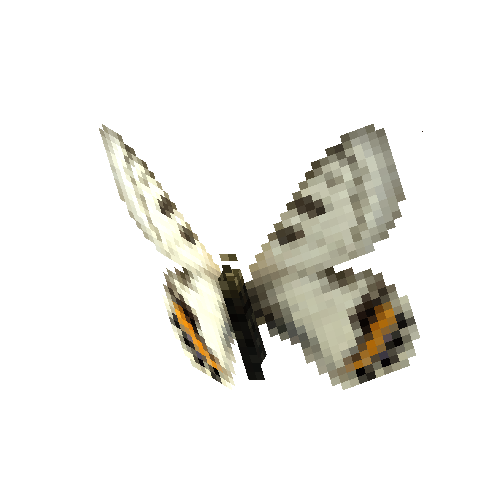 Apollo Butterfly (male)