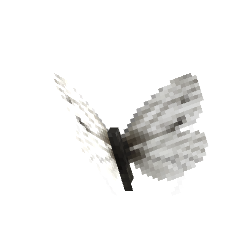 Arctic White (female)
