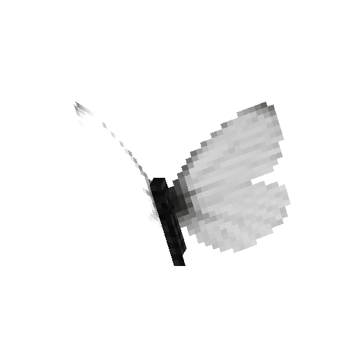 Arctic White (male)