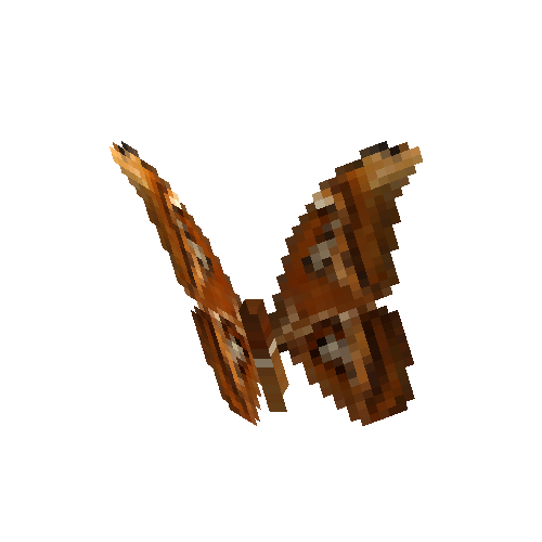 Atlas Moth (male)