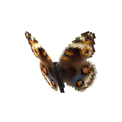 Blue Pansy (female)