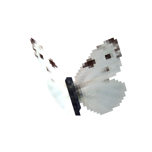 Checkered White (male)
