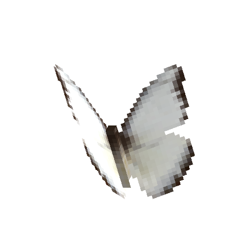 Chocolate Albatross (dry season male)