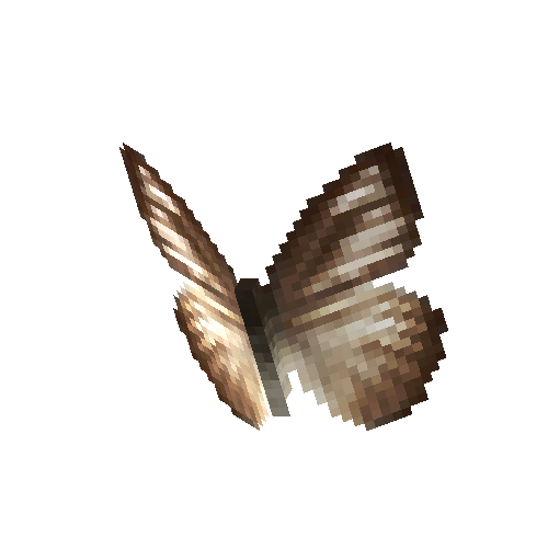 Chocolate Albatross (wet season female)