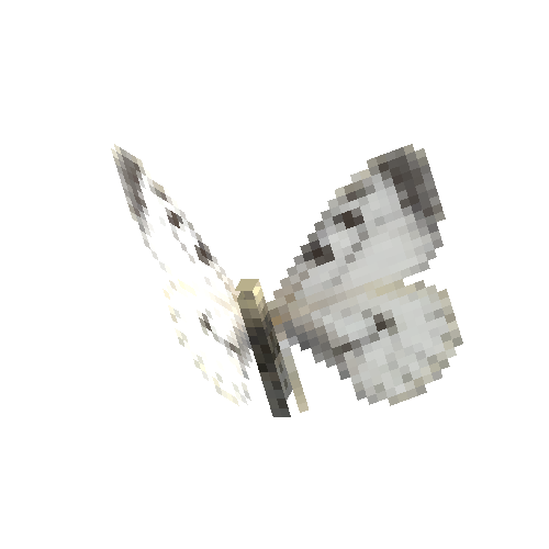Clouded Apollo (female)