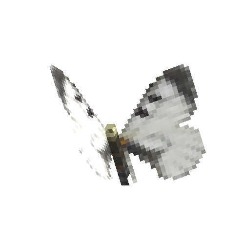 Clouded Apollo (male)