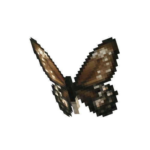 Common Green Birdwing (female)