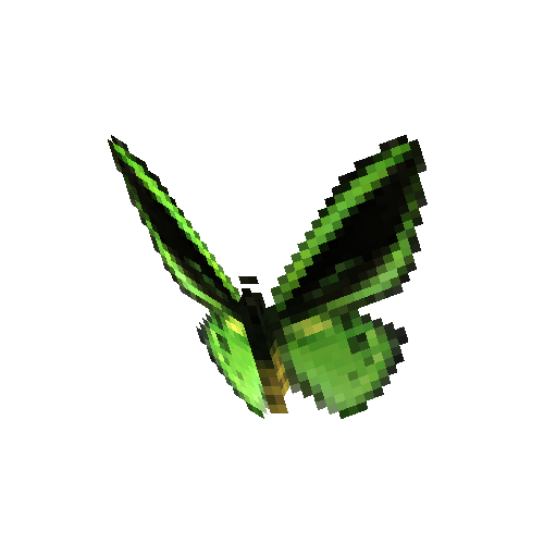 Common Green Birdwing (male)