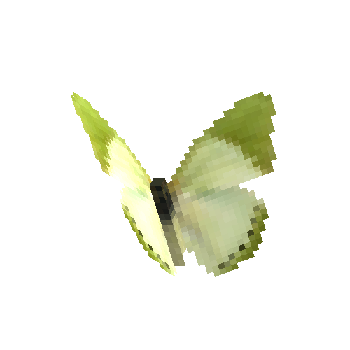 Common Green Charaxes