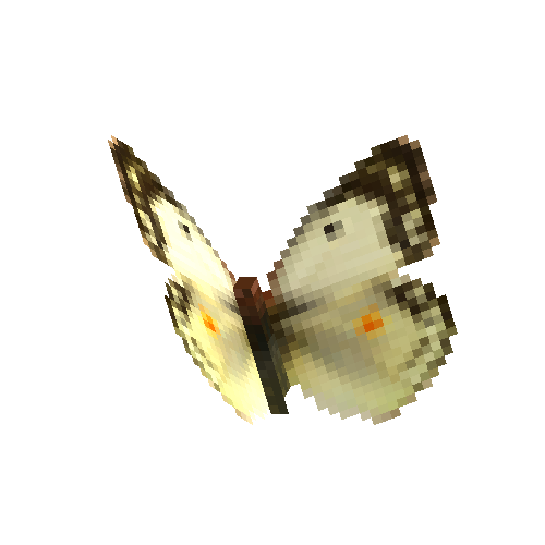 Dawn Clouded Butterfly (white female)