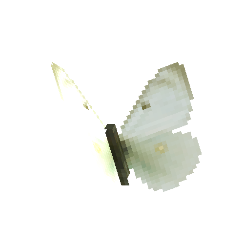 Giant Northern Sulfur (female)