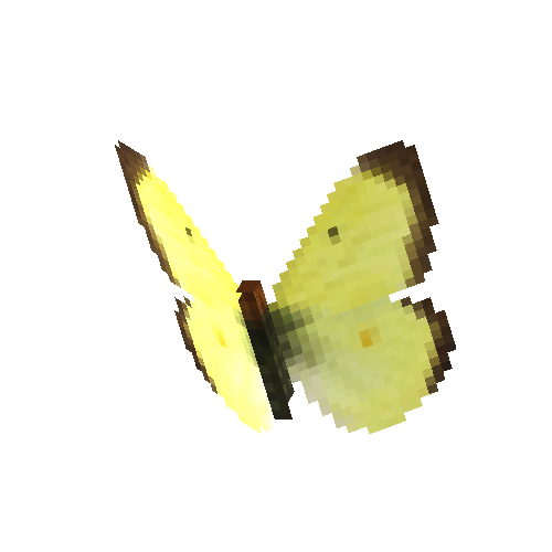 Giant Northern Sulfur (male)