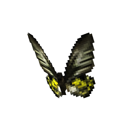 Golden Birdwing (female)