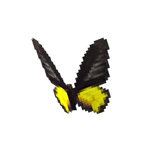 Golden Birdwing (male)