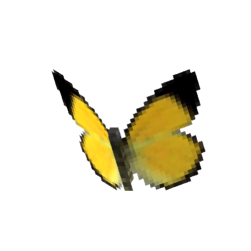 Golden Jezebel (male)