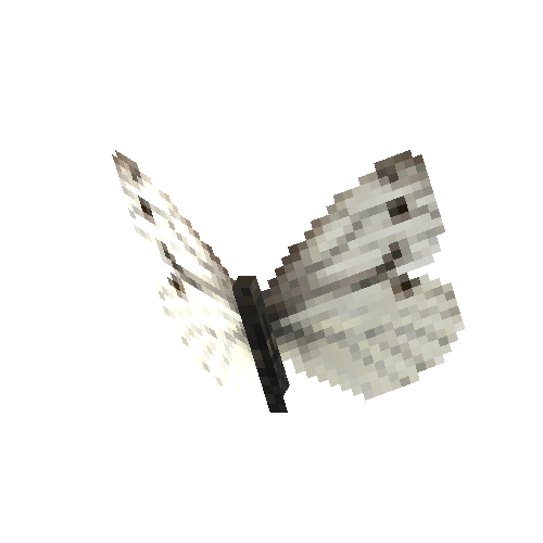 Green-veined white (female)
