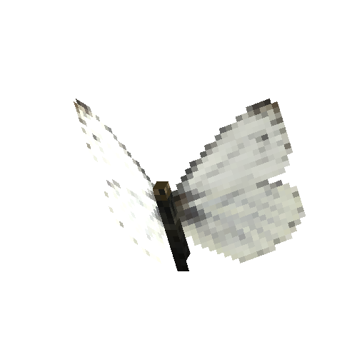 Green-veined white (male)