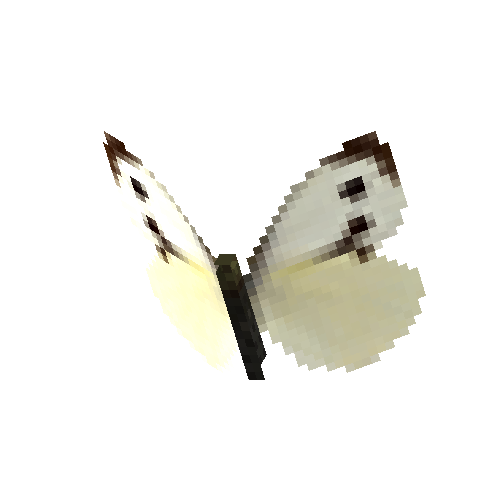 Large White (female)