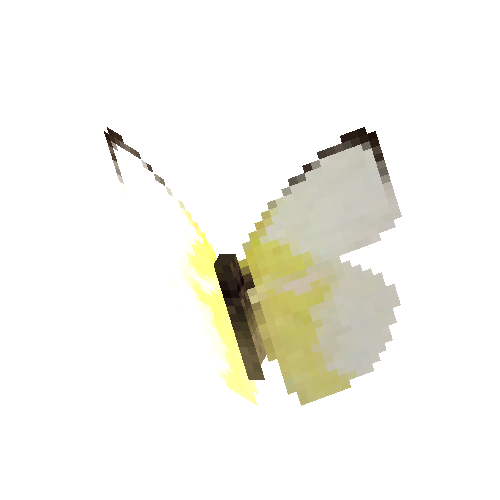 Lemon Emigrant (hilaria form male)
